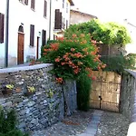 Le Camelie