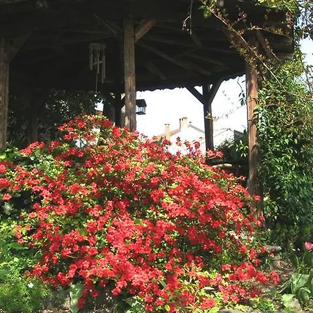 Le Camelie