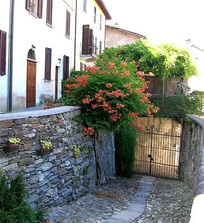 Le Camelie