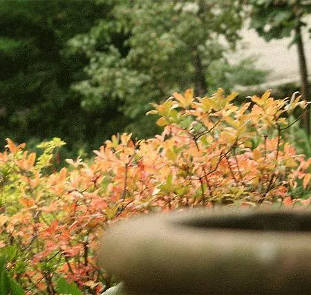 Frühstückspension Le Camelie Brissago-Valtravaglia