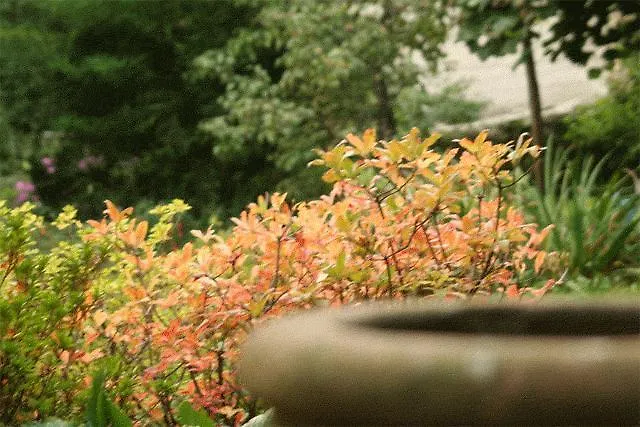 Frühstückspension Le Camelie Brissago-Valtravaglia